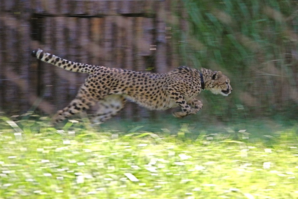 Territorial Speed Signals (image credits: flickr)