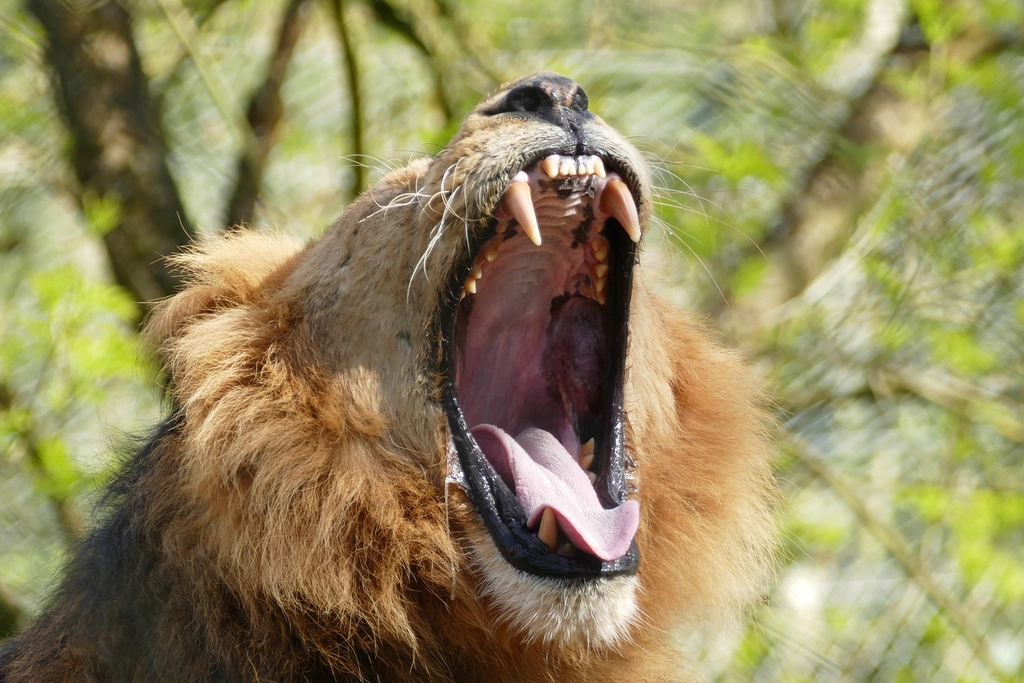 Roars That Shake the Wild (image credits: rawpixel)