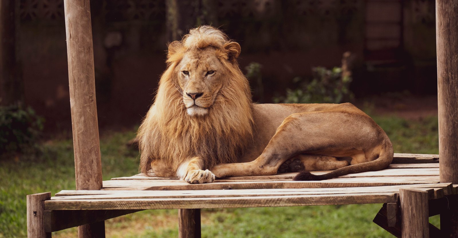 Hope for the Future: Lessons from the Wild (image credits: wikimedia)