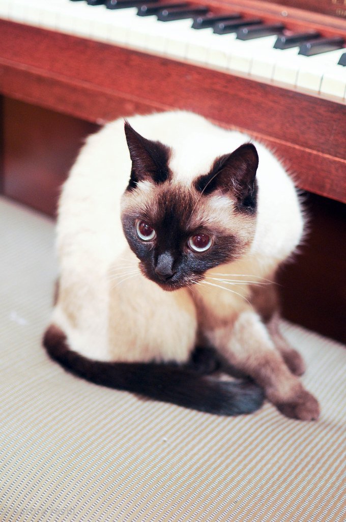 Attention-Seeking Behaviors Go Into Overdrive (image credits: flickr)
