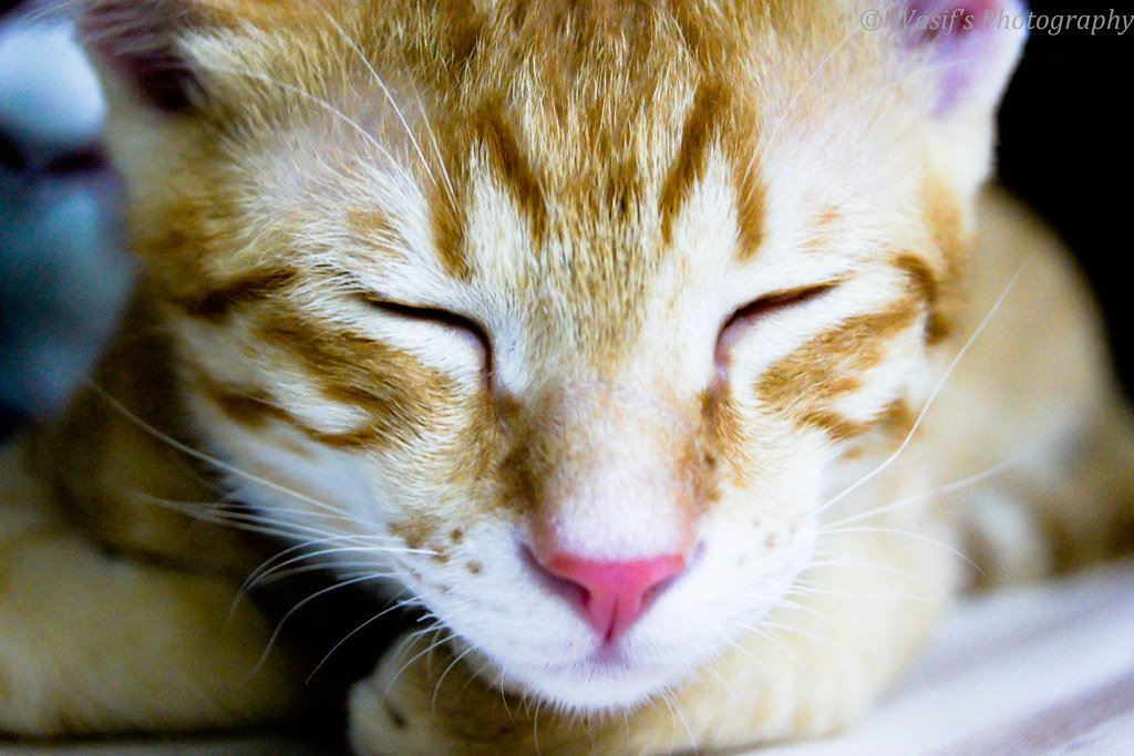 How to Help Your Jealous Cat (image credits: flickr)
