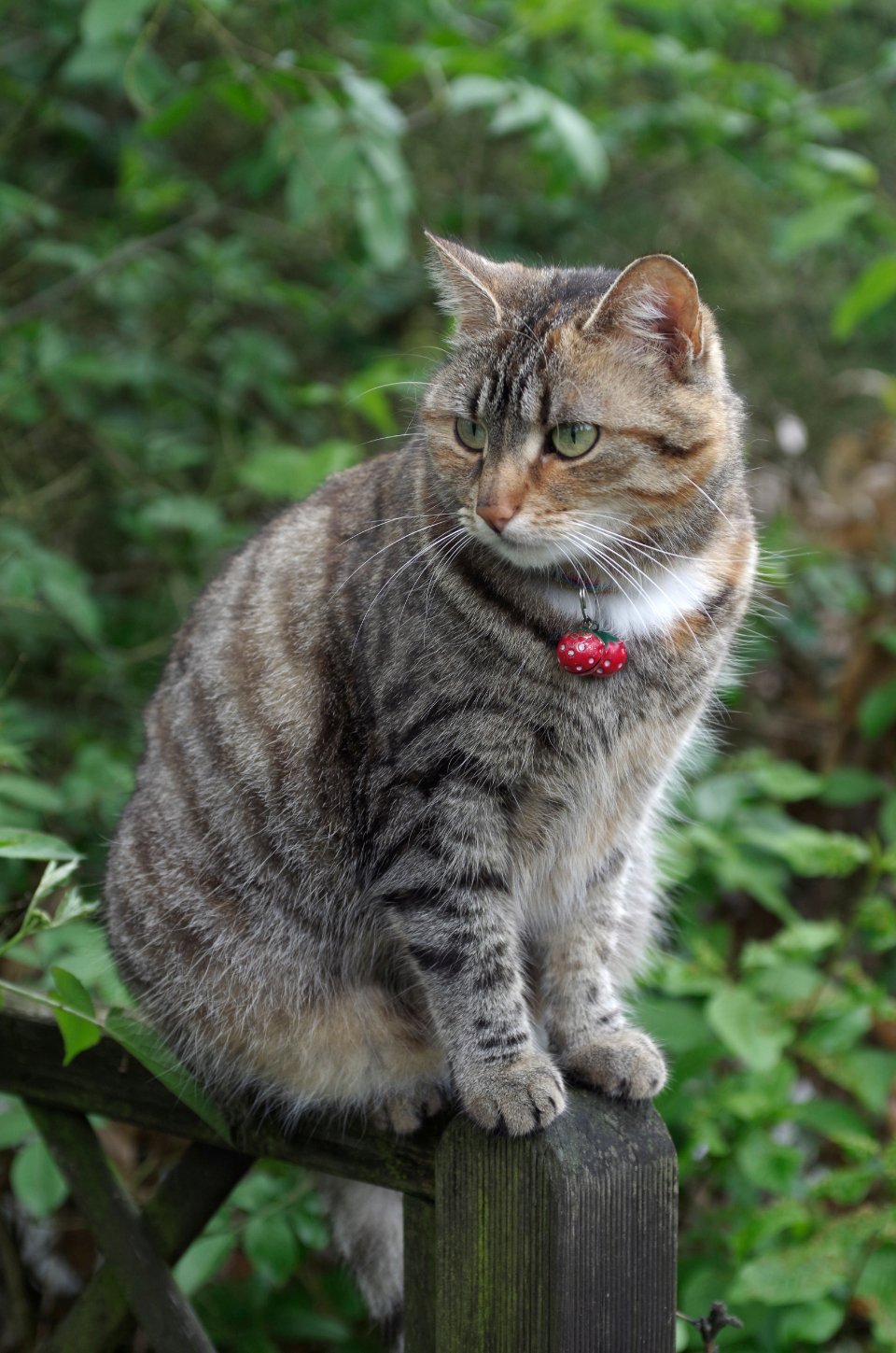 Social Learning From Fellow Felines (image credits: stocksnap)