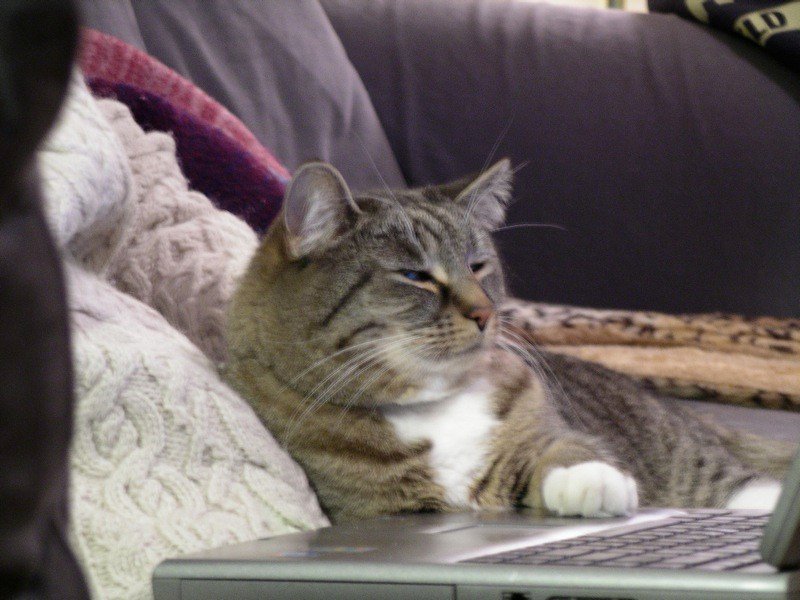 Predatory Practice Sessions (image credits: flickr)