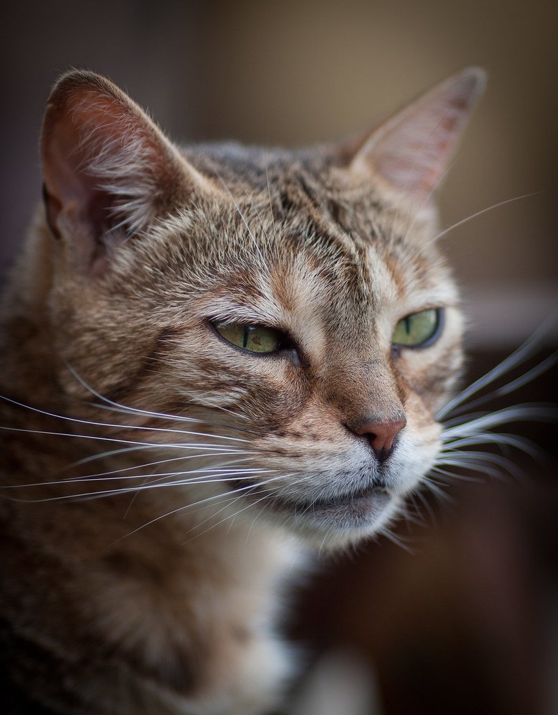 Why Cats Knock Things Over According to Behavior Experts