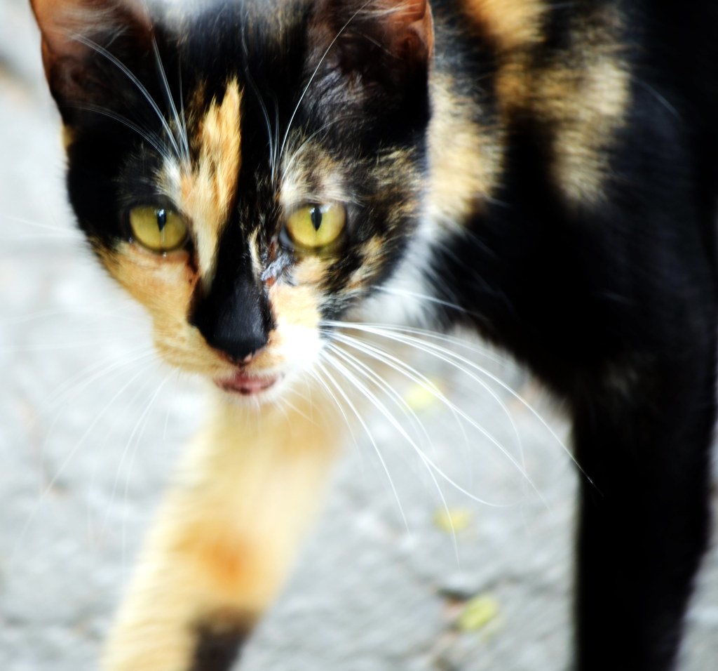 Not All Cats Are Champion Purrers (image credits: flickr)