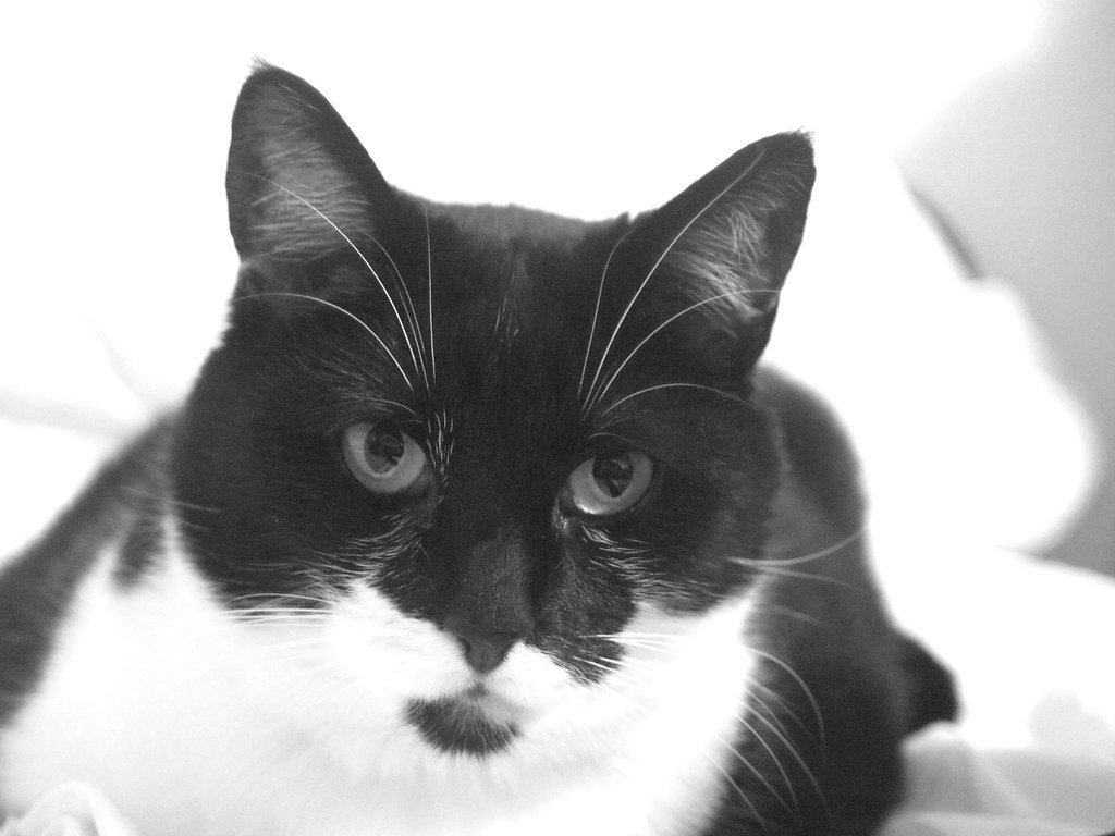 Purring as a Survival Strategy (image credits: flickr)