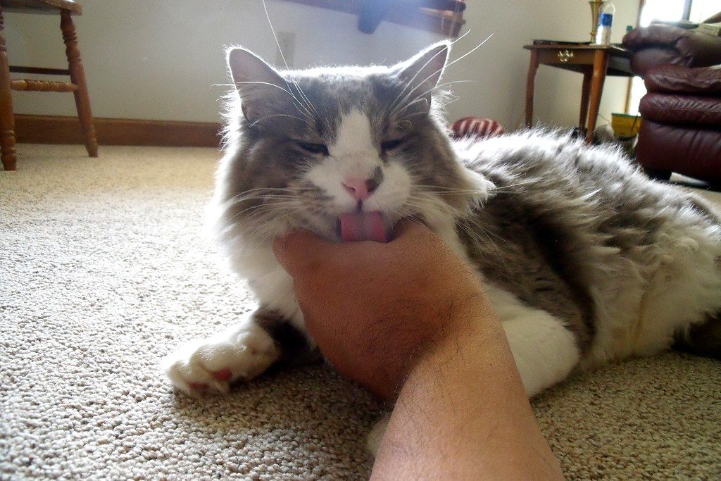 The Purr That Heals Humans Too (image credits: flickr)