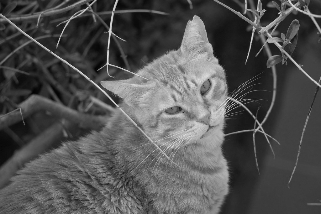 Different Purrs for Different Moods (image credits: flickr)