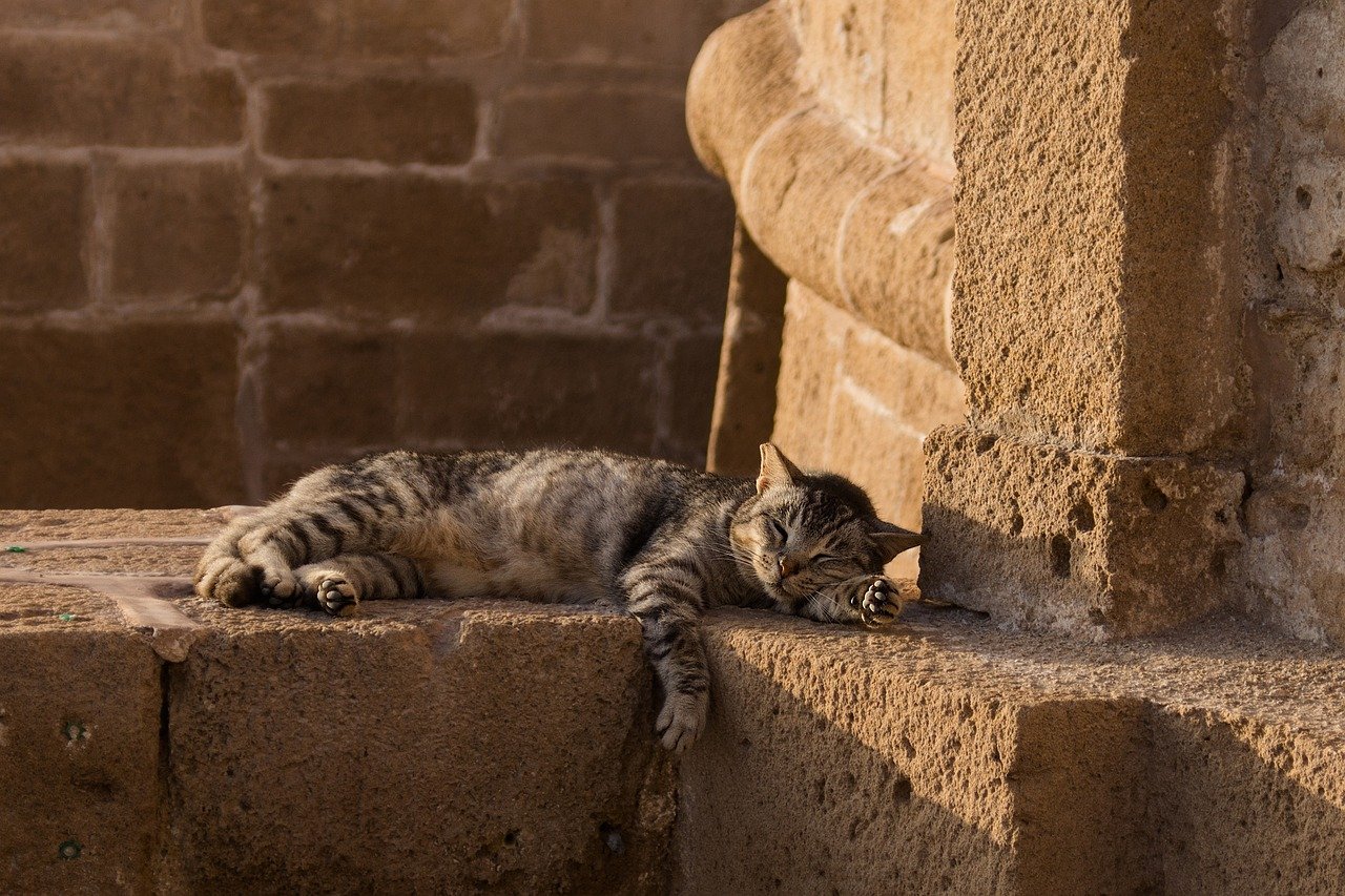 Purring in Their Sleep (image credits: pixabay)