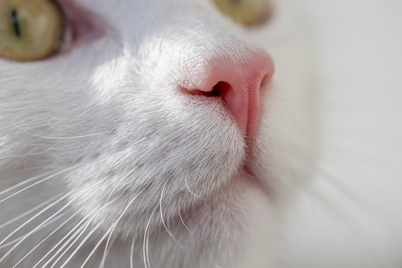 The Contagious Nature of Cat Purrs (image credits: pixabay)