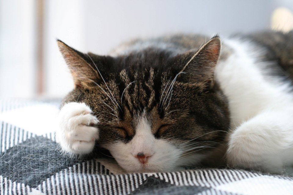 Sleep Cycles Reveal Time Mastery (image credits: stocksnap)