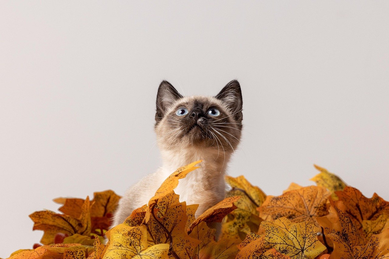Seasonal Awareness Spans Months (image credits: pixabay)