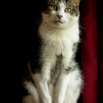 Do Cats Understand the Concept of Time?