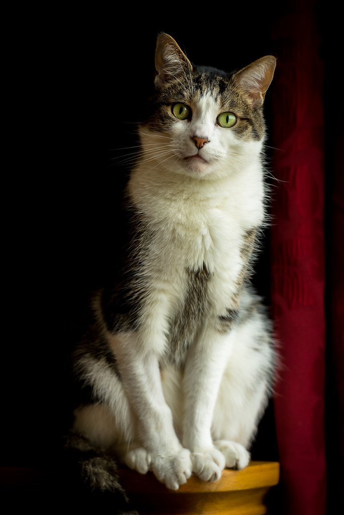 Do Cats Understand the Concept of Time?