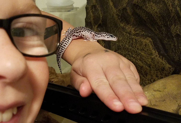 Leopard Geckos: The Gentle Giants (image credits: wikimedia)