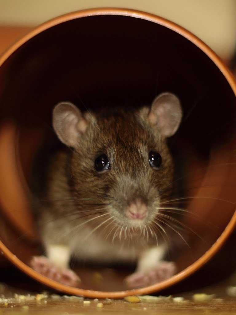 Fancy Rats: The Intelligent Companions (image credits: flickr)