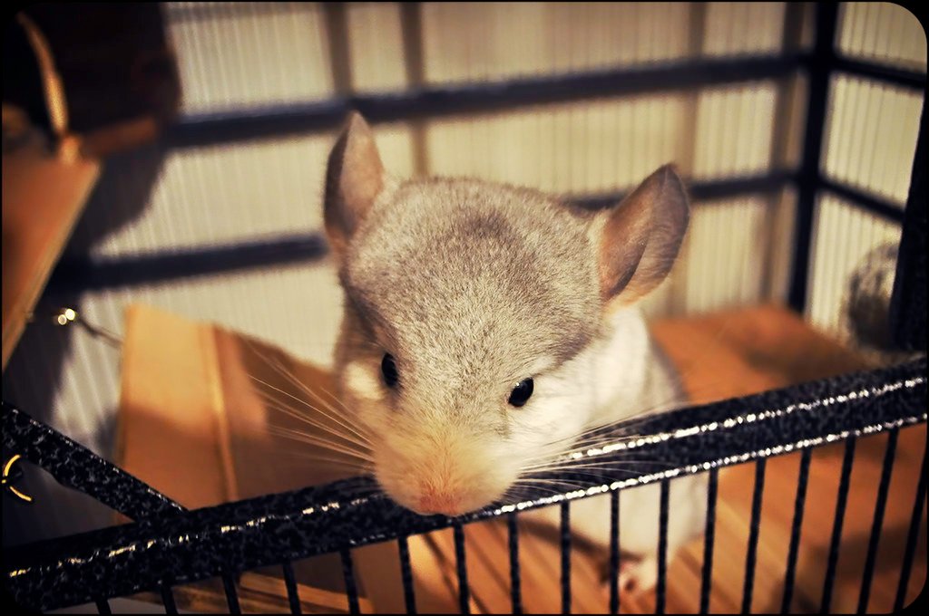 Chinchillas: The Velvet Athletes (image credits: flickr)
