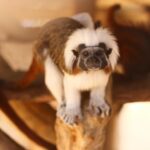 Small Pets That Thrive in Busy Households