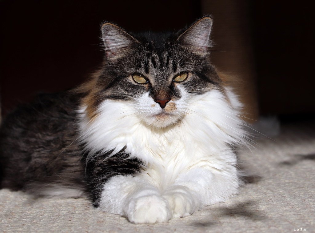 What Makes a True Cat Slow Blink (image credits: flickr)