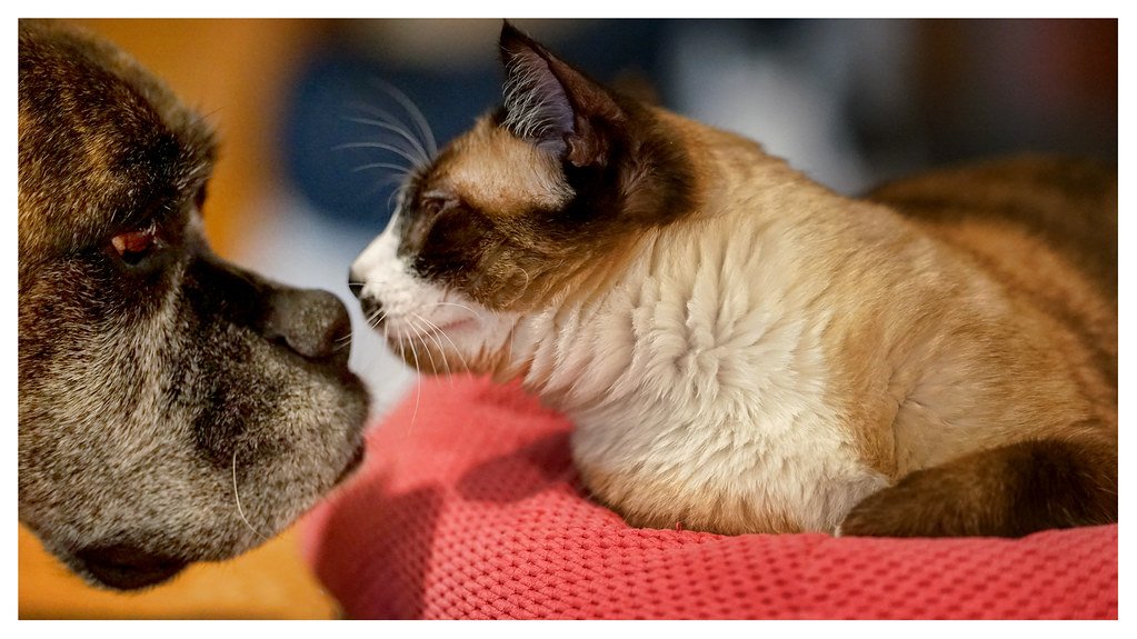 The Evolutionary Mystery of Feline Affection (image credits: flickr)