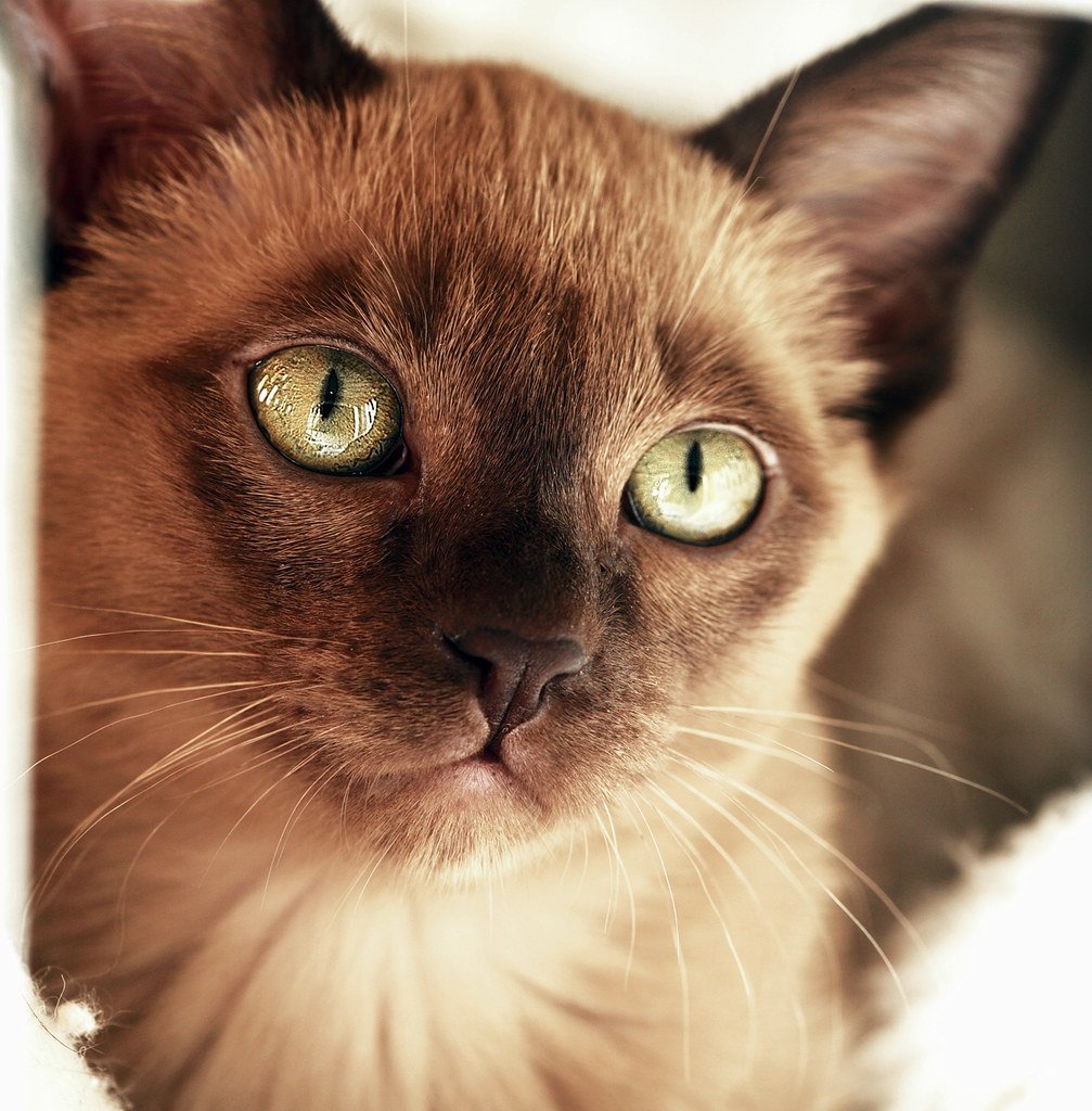 Wide Eyes Equal Immediate Attention (image credits: flickr)