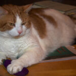 Understanding Cat Slow Blinks The Ultimate Compliment