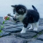 Why Some Cats Just Don't Like Toys