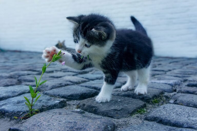 Why Some Cats Just Don't Like Toys