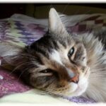 The Bedtime Routine Enforcement