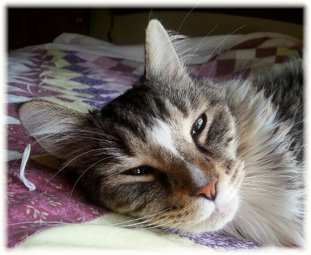 The Bedtime Routine Enforcement (image credits: flickr)
