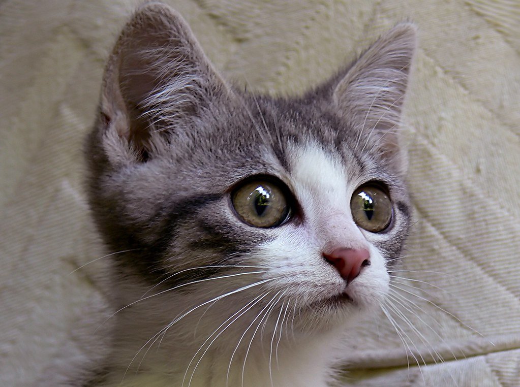 Pupil Dilation Tells Emotional Tales (image credits: flickr)