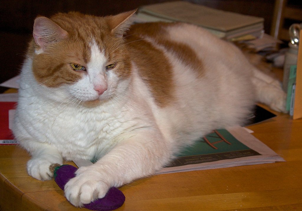 The Petting Permission Protocol (image credits: flickr)