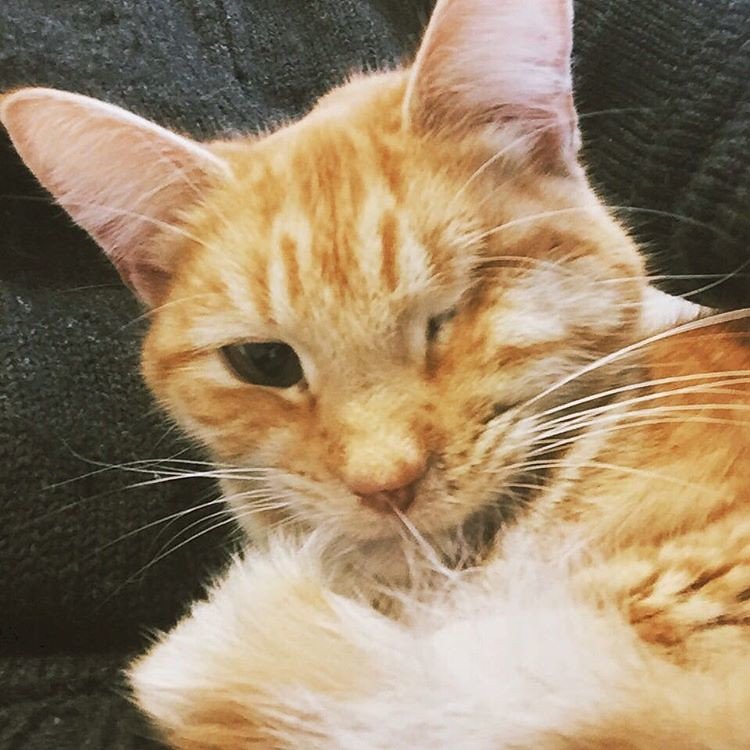 How to Know If Your Cat Thinks They Own You (They Probably Do)