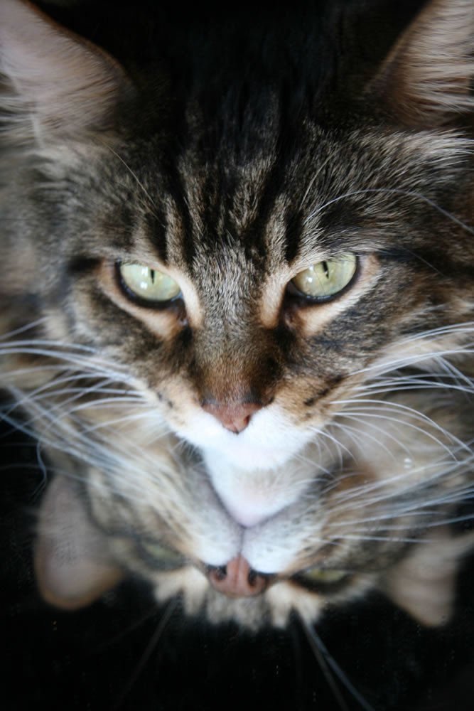 Maine Coon: The Unshakeable Giant (image credits: flickr)