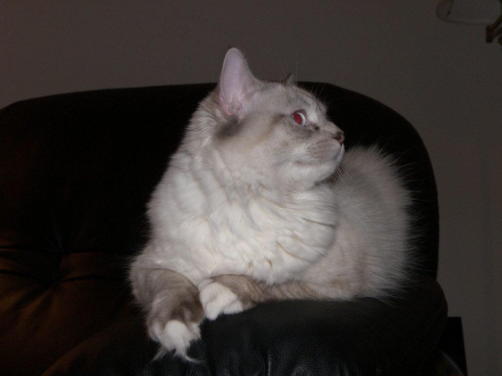 Ragdoll: The Living Stress Ball (image credits: flickr)