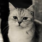 British Shorthair: The Stoic Gentleman
