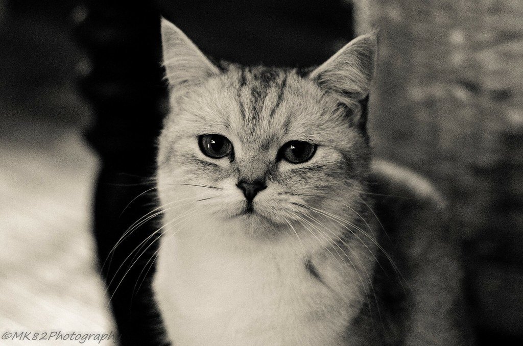 British Shorthair: The Stoic Gentleman (image credits: flickr)
