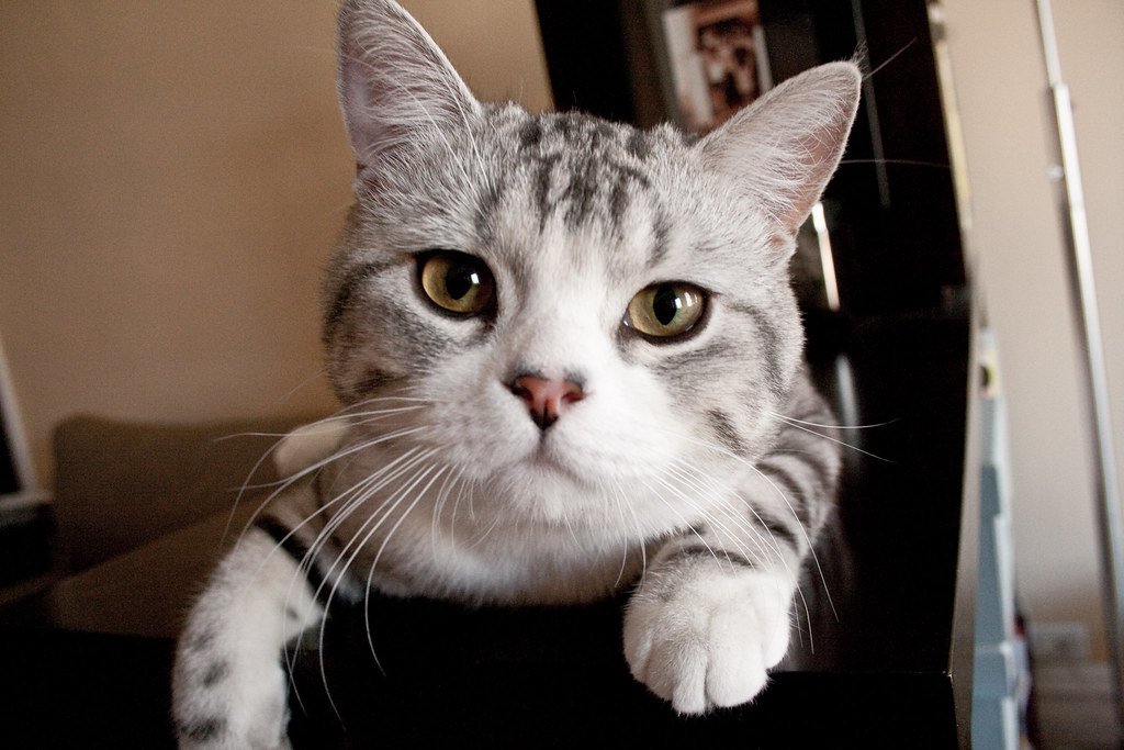 Scottish Fold: The Owl-Like Observer (image credits: flickr)