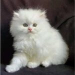 Chaos-Proof Cats 10 Breeds That Handle Loud Homes
