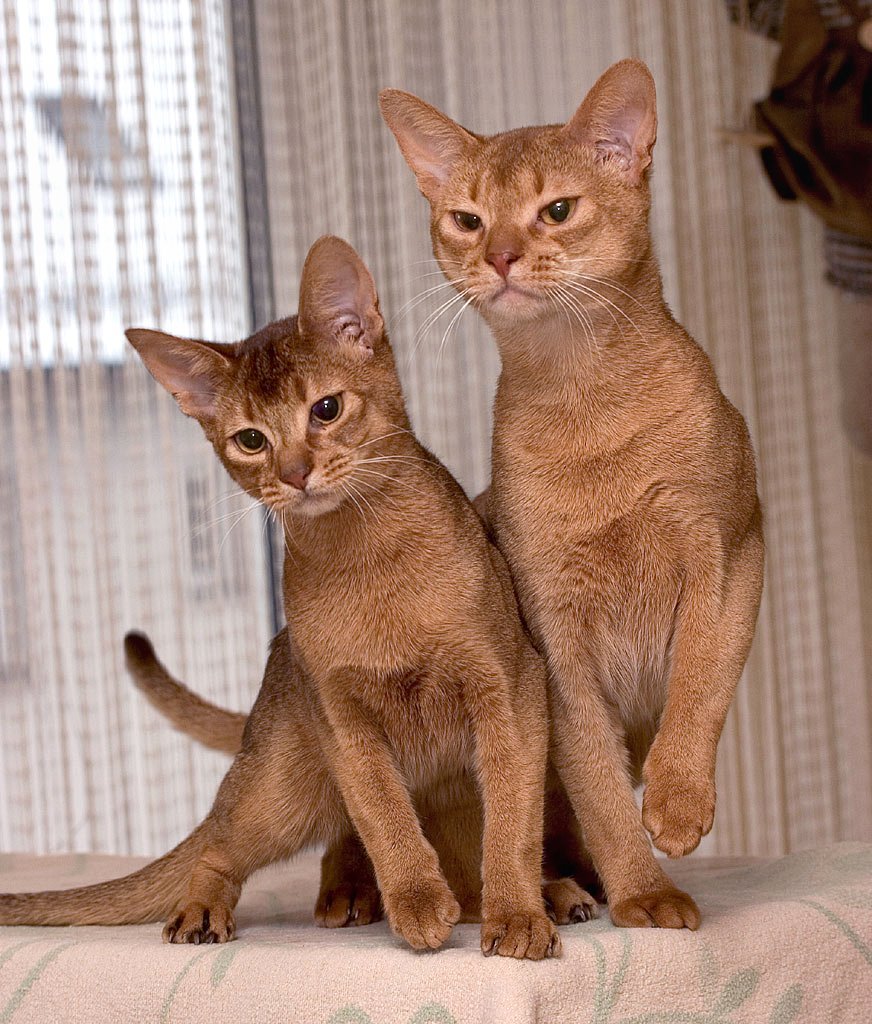 Abyssinian: The Rabbit Cat That Conquered Ancient Courts (image credits: wikimedia)
