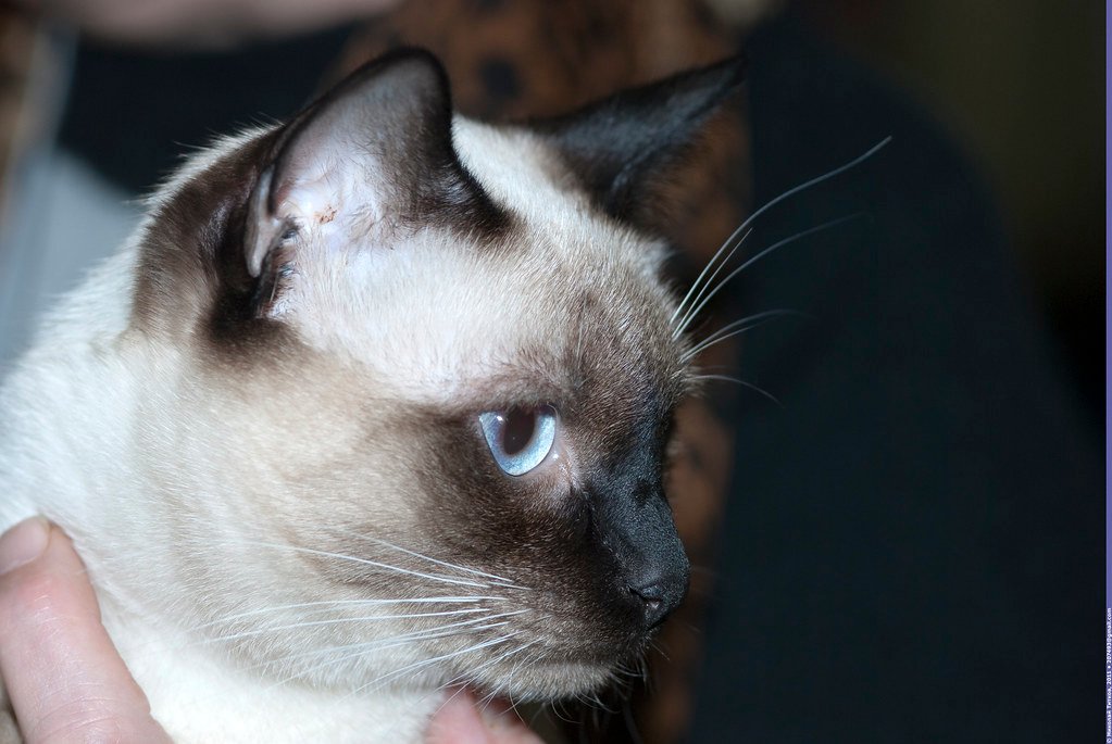 Siamese: The Royal Temple Guardian With a Voice (image credits: flickr)