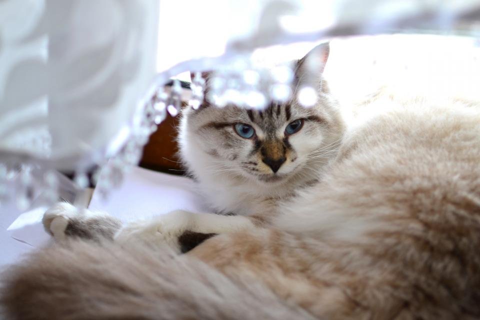 Persian: The Fluffy Aristocrat From Ancient Persia (image credits: stocksnap)