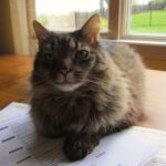 Still Here: 7 Ancient Cat Breeds That Defied Time