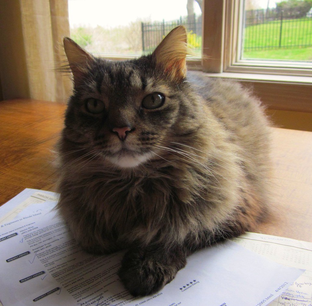 Still Here: 7 Ancient Cat Breeds That Defied Time