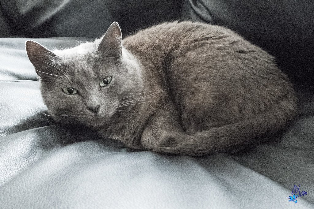 Chartreux: The Monastery Mouse Hunter (image credits: flickr)