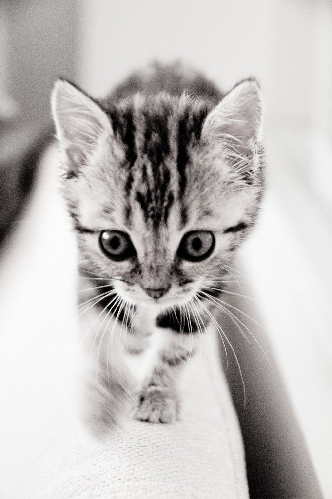 American Shorthair: The All-American Moderate (image credits: flickr)