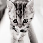 Cat Breeds That Meow the Most (and Those That Stay Quiet)