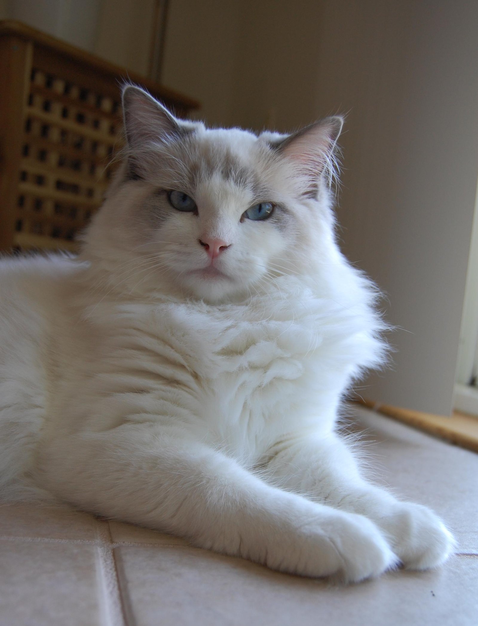 The Ragdoll: Nature's Own Stress Ball (image credits: wikimedia)