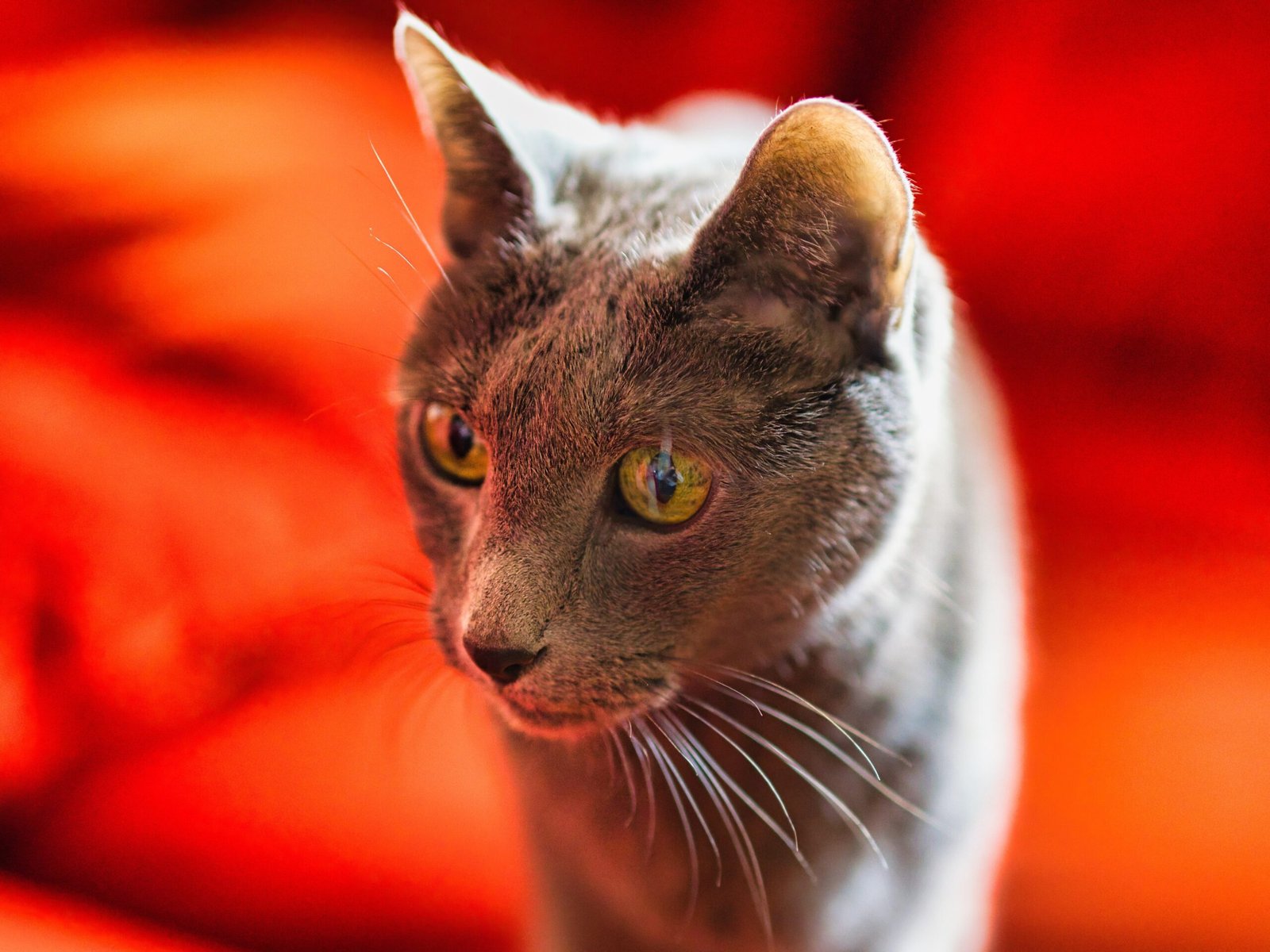 The Russian Blue: The Quiet Confidant (image credits: wikimedia)