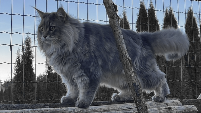 The Maine Coon: Gentle Giants with Big Hearts (image credits: wikimedia)